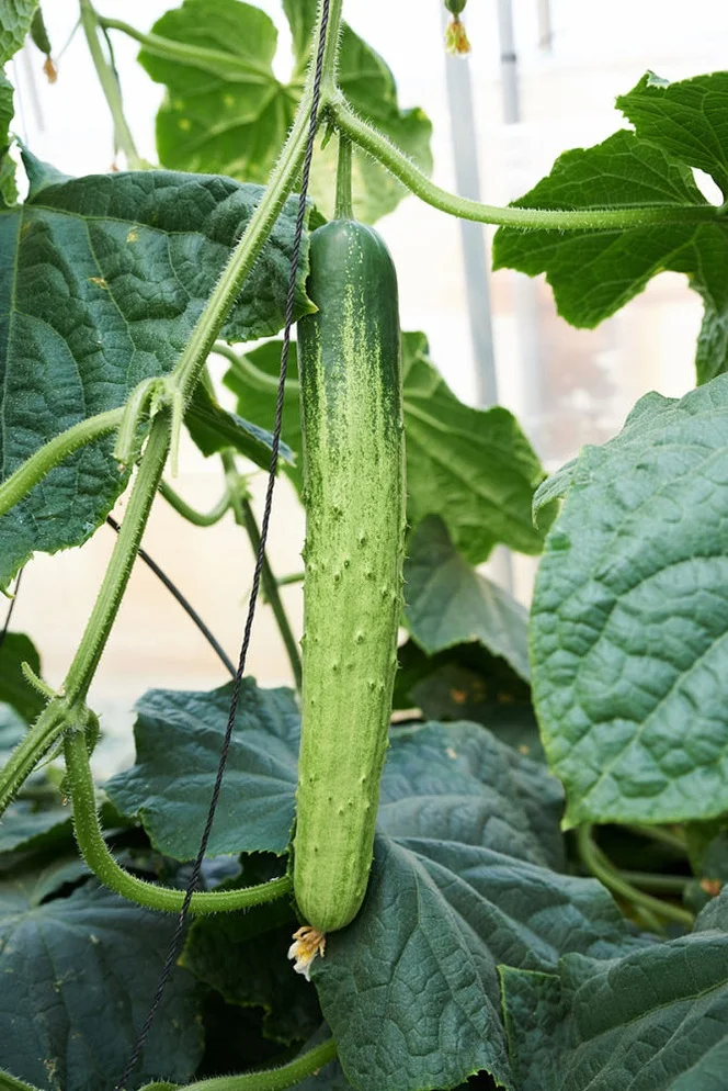 [농할쿠폰] 국내산 상주 백다다기 백오이 1kg, 5개 [원산지:국산(경상북도 상주시) 등] 상세 이미지 1