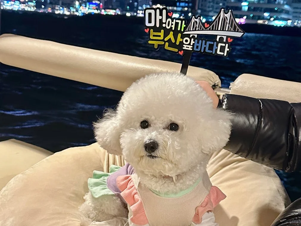 부산요트투어 광안리 해변출발 해운대 더베이101 야경 폭죽 드론쇼 예약 소인 주간 위드요트 상세 이미지 6
