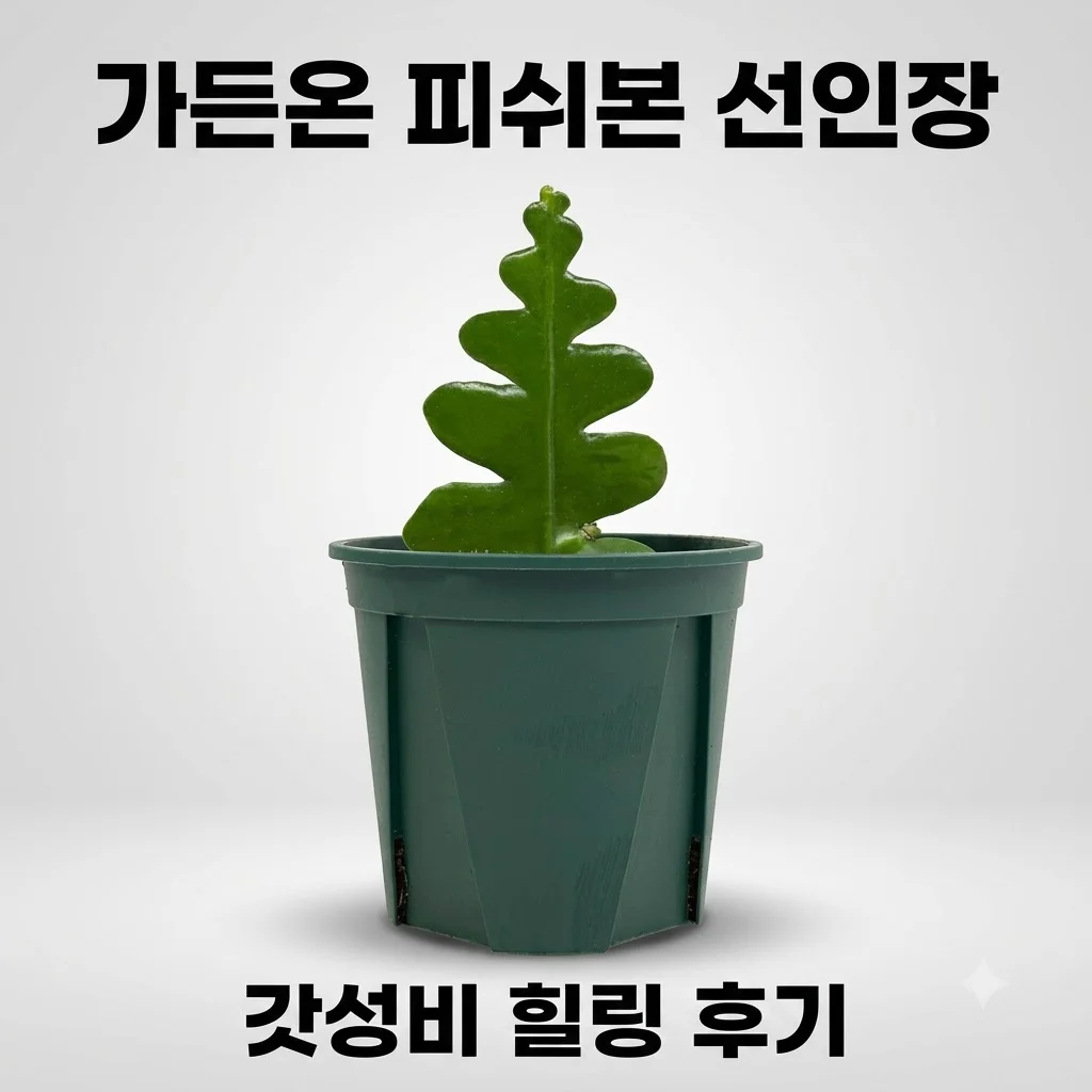 가든온 피쉬본 선인장, 3천원대로 전자파 걱정 끝? 갓성비 힐링템 후기